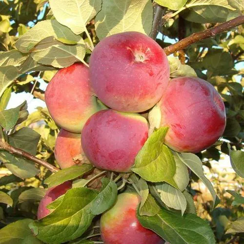 Яблоня ОРЛИК в Рязани