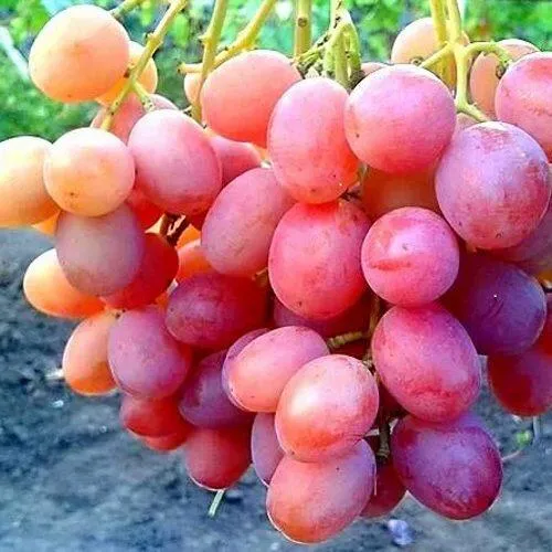 Виноград АНЮТА в Рязани