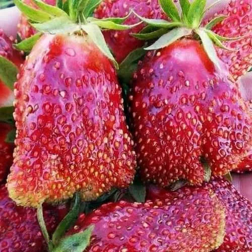 Клубника КУПЧИХА в Рязани