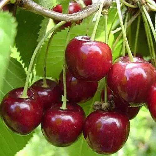 Вишня ХАРИТОНОВСКАЯ в Рязани